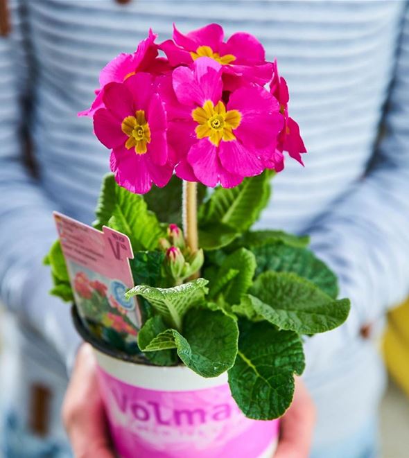 blumen-primel-inara_rose-volmary-pflanzen4.jpg
