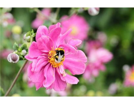 Bienen im Herbst: Wo ist der nächste Pollen? 