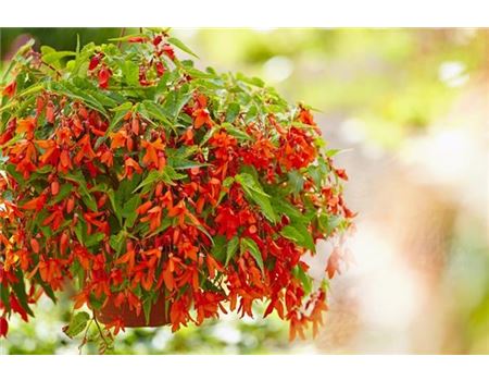 Beet- und Balkonpflanzen richtig pflegen 