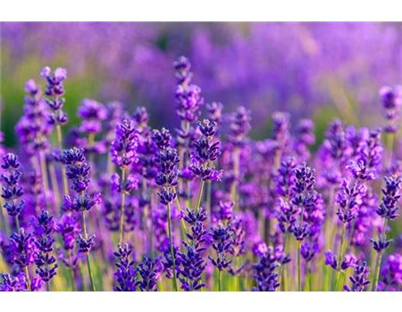 Den Lavendelduft einfangen 