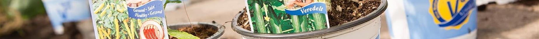 gurken-garten-anbauen.jpg