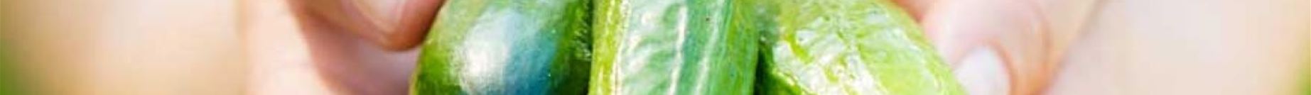 gurke-volmary-themeseitebild5.jpg