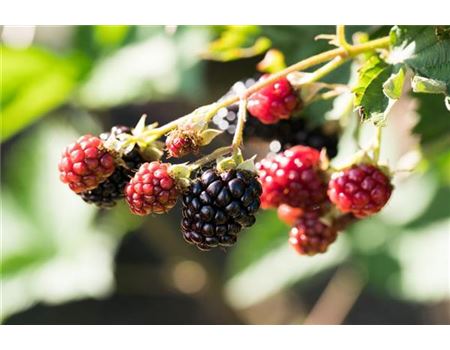 Brombeeren im Garten & auf dem Balkon pflanzen