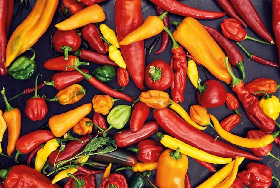 Die 10 hufigsten Fragen zu Chilipflanzen
