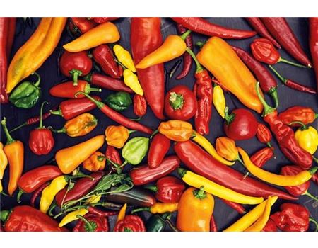 Die 10 häufigsten Fragen zu Chilipflanzen