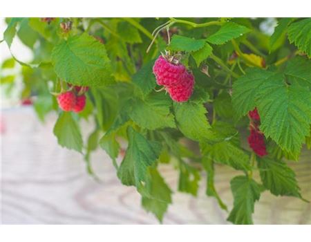 Der perfekte Balkon für Naschkatzen