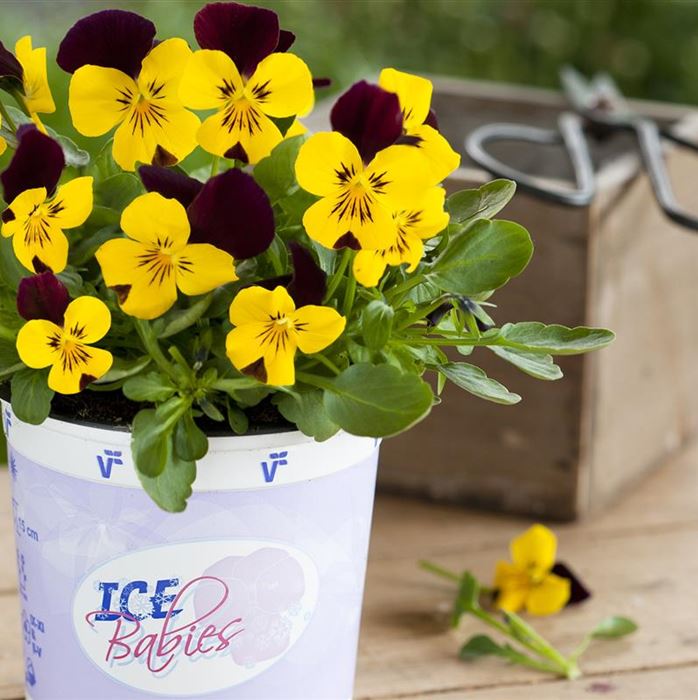 Mini-Winterveilchen 'Ice Babies® Yellow Purple Wing' Mini-Winterveilchen 'Ice Babies® Yellow Purple Wing'
