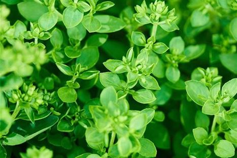 kraueter-oregano-haengender-diabolo-pflanzen-volmary-06.jpg