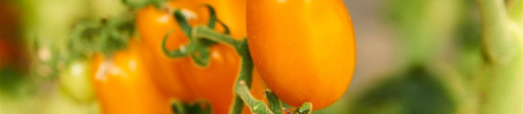 pflaumen-tomate-1024x683.jpg