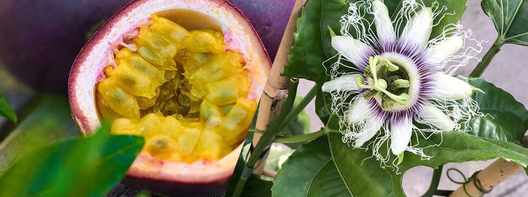 maracuja_pflanze_im_garten-volmarypsd.jpg