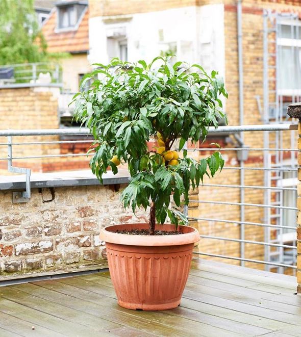 volmary-balkonpfirsich-fruitme-peach-me-yellow-pflanzen-balkon-1024x1024.jpg