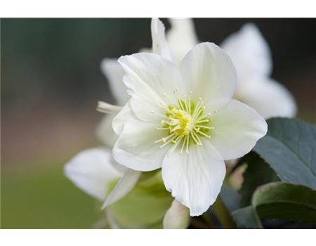 10 Fragen zur Christrose