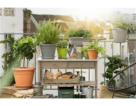 Balkonkräuter pflanzen - 8 Tipps 