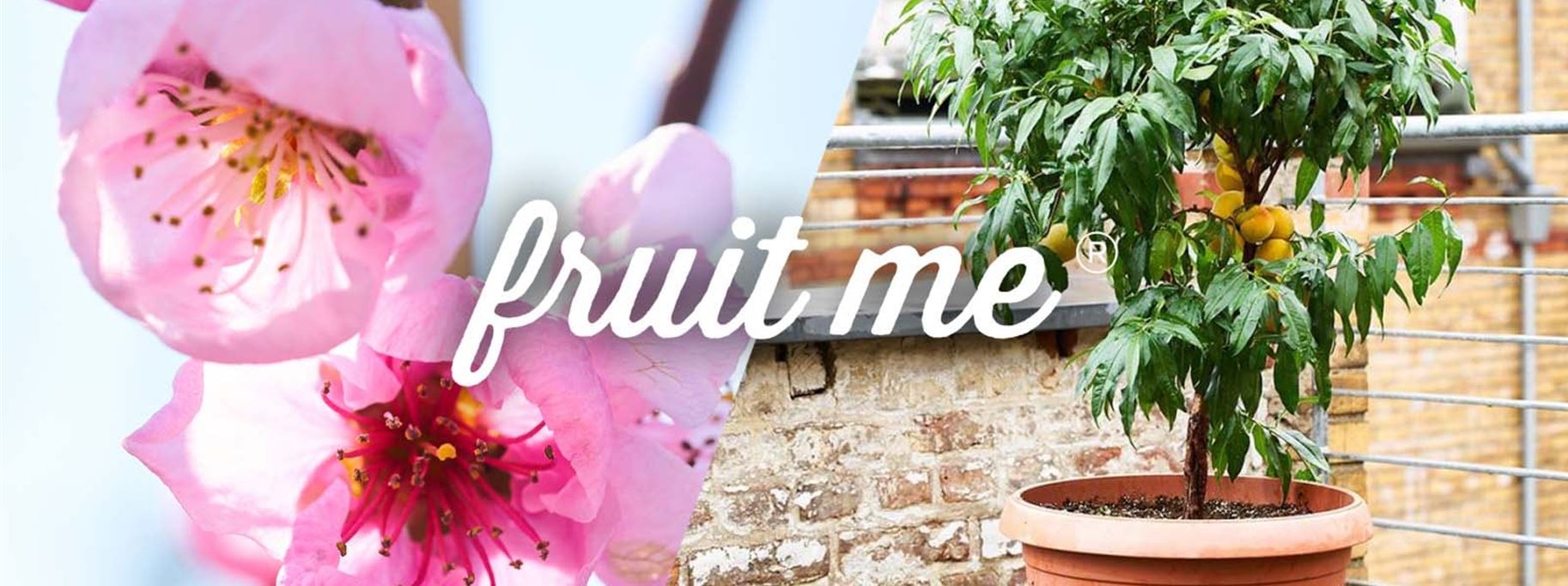pfirsichbaum-fruit-me-kaufen-volmary.jpg