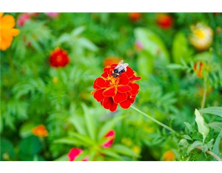 Blumenwiese anlegen für Honigbienen, Hummeln und Co.