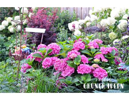 „Ich bin leider ein Schönwetter-Gärtner“ 