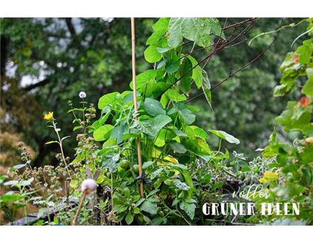 „Ich bin in die Kapuzinerkresse vernarrt“