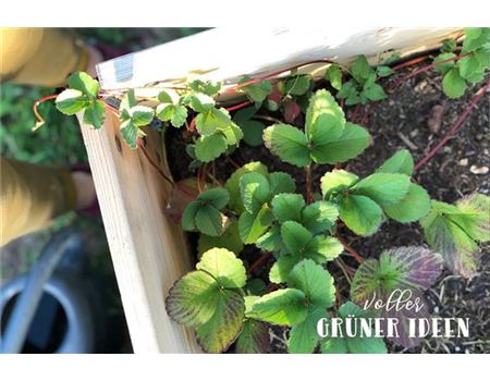 „Parzelle14 goes Eigenheim“ 