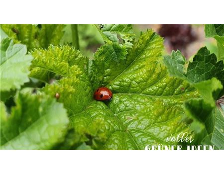 „Über Themen, die am Herzen liegen“ 