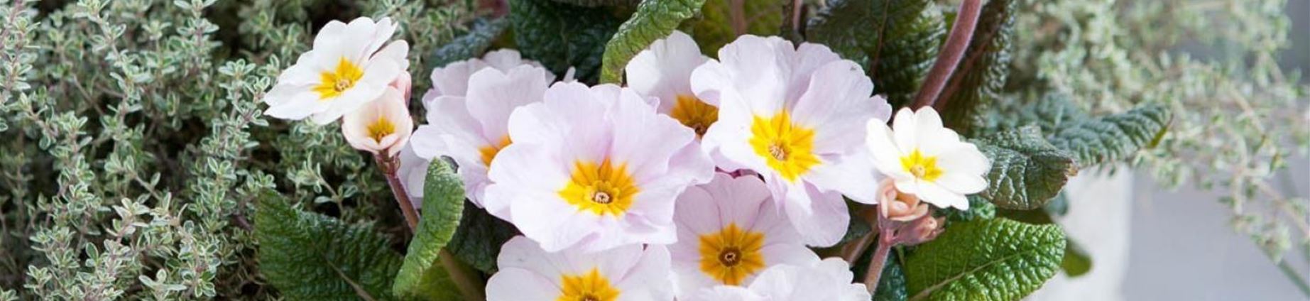 blumen-primeln-eisprimeln-peachmelba-pflanzen-volmary-07_2.jpg