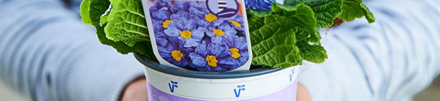 blumen_primel-nautilus-blue-vein-Ozeanprimel-volmary-pflanzen5.jpg