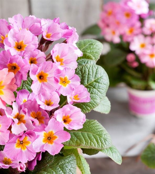 Waldprimel-Sylvita-Lavender-Pink-1170x780.jpg