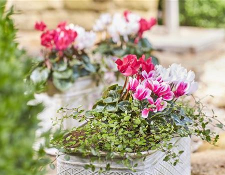 Alpenveilchen pflanzen – 3 kreative Pflanzideen