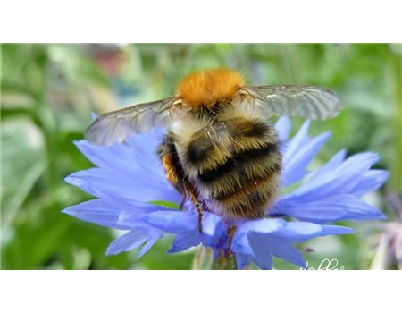 „Über Hummeln freue ich mich sicherlich am meisten“ 