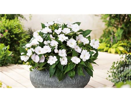 Bunte Pflanzideen für Balkon & Terrasse mit SunPatiens 